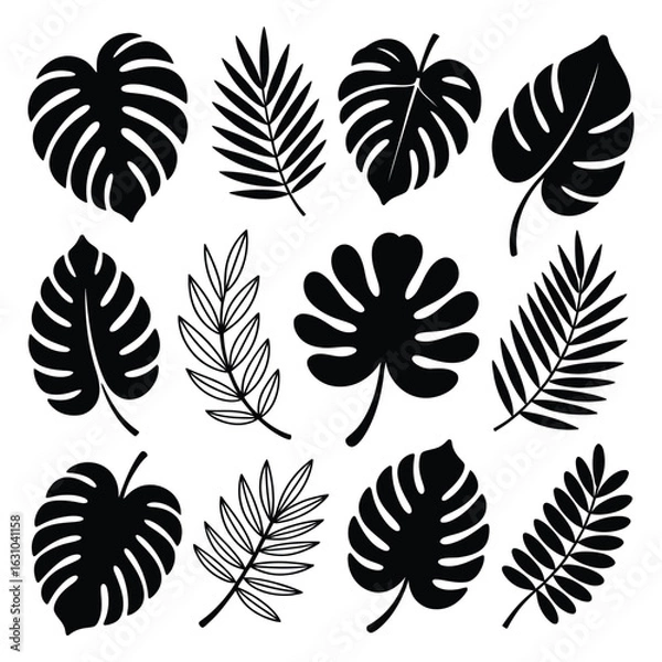 Obraz Collection of tropical monstera and palm leaves  black and white vector graphics for design projects