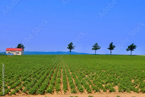 Obraz メルヘンの丘・初夏（北海道・大空町）