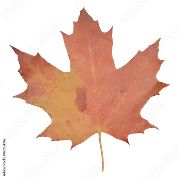 Obraz PNG Maple leaf ripped paper backgrounds plant tree.