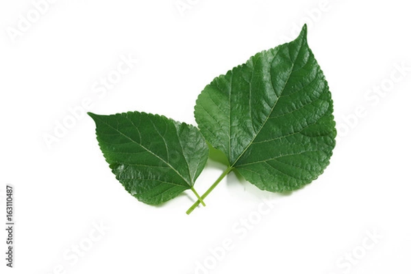 Obraz mulberry  green leaf isolated on white background