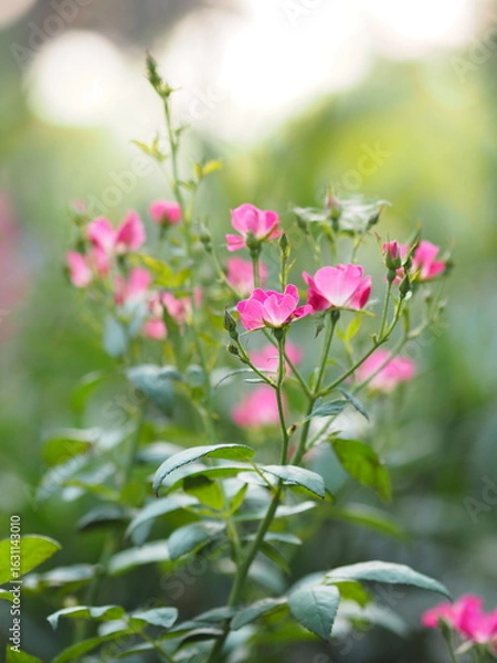Fototapeta Wave dark pink Cascade color, Family name Solanaceae, Scientific name Petunia hybrid Vilm, Large petals single layer Grandiflora Singles flower blooming in garden on blurred nature background