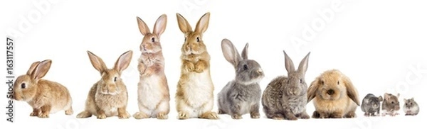 Obraz wygląda królik i chomik