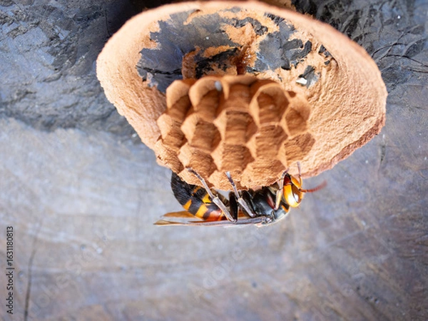 Obraz スズメバチの営巣