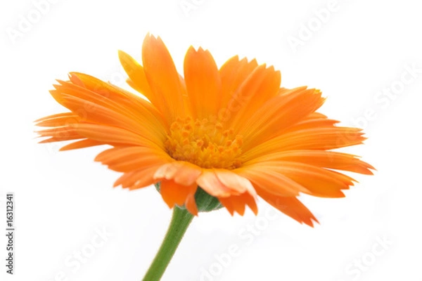 Obraz The calendula flower