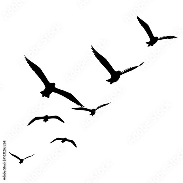 Fototapeta Soaring Silhouettes: A flock of seagulls cuts a striking figure against the sky, their silhouettes captured in mid-flight. They are gliding gracefully, symbolizing freedom and a journey forward.