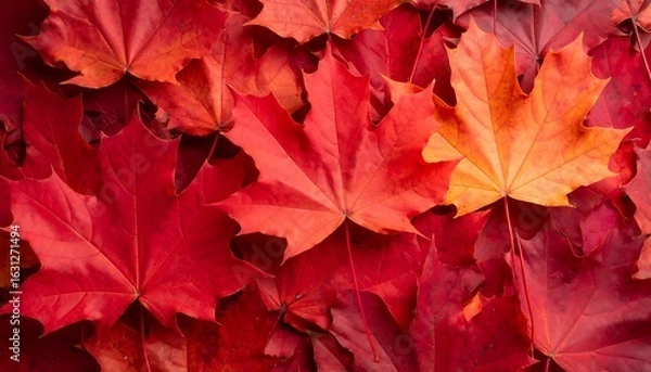 Fototapeta Autumn leaves