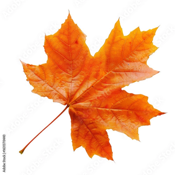 Obraz Isolated Transparent Orange Maple Leaf Detailed Close Up Macro with Light Leaks Effects