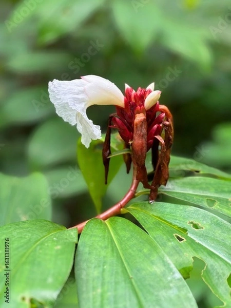 Fototapeta Macro shot of a vibrant wildflower with red and white blossoms and large green leaves, captured in natural light in a tropical forest setting.