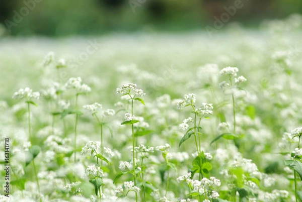 Obraz 白さがまぶしいソバの花