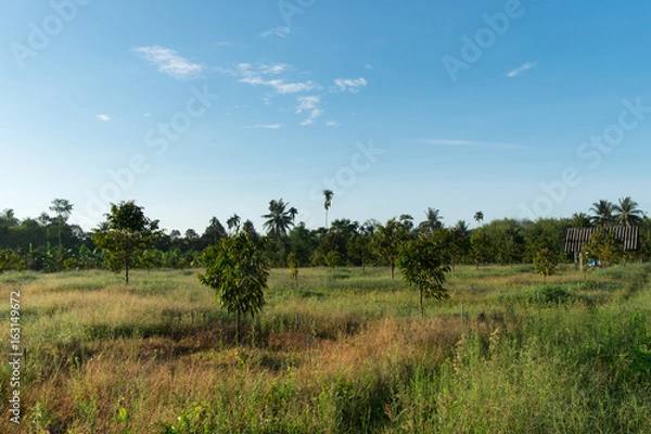 Fototapeta small durian tree on durian farm in thailand.