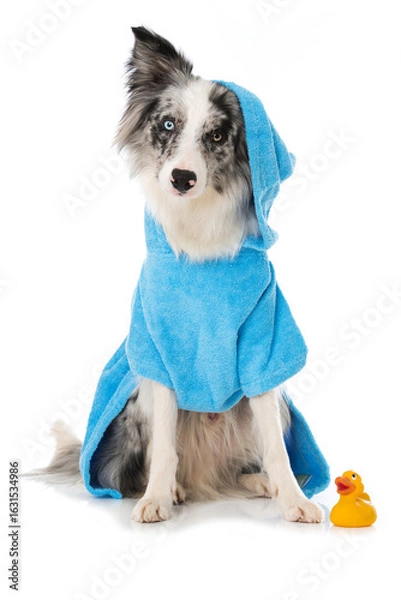 Obraz Border collie dog with bathrobe isolated on white