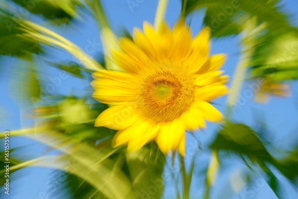 Fototapeta 躍動感ある飛び出すヒマワリ　ーICM撮影