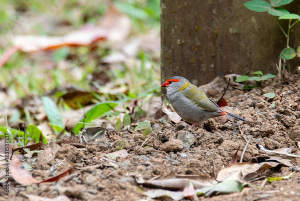 Obraz Red-Browed Finch
