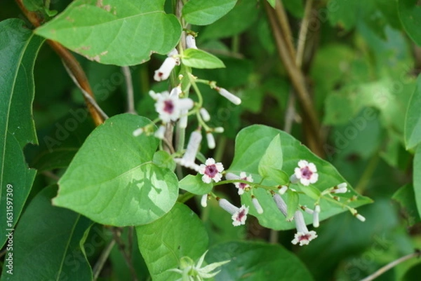 Fototapeta 野にはびこるヘクソカズラの花が咲く