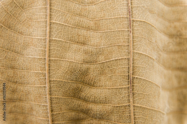 Obraz close up dry leaf texture