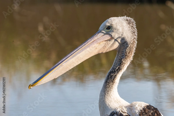 Obraz Australian Pelican
