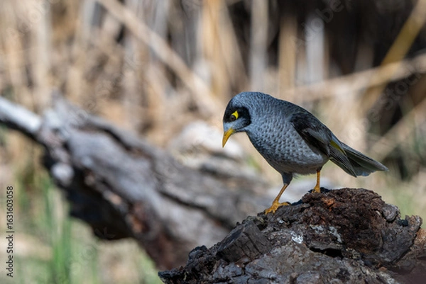 Obraz Noisy Miner
