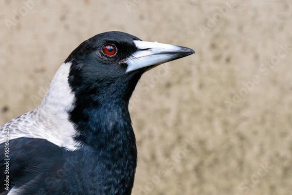 Obraz Australian Magpie