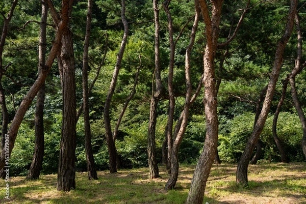 Fototapeta 소나무 숲