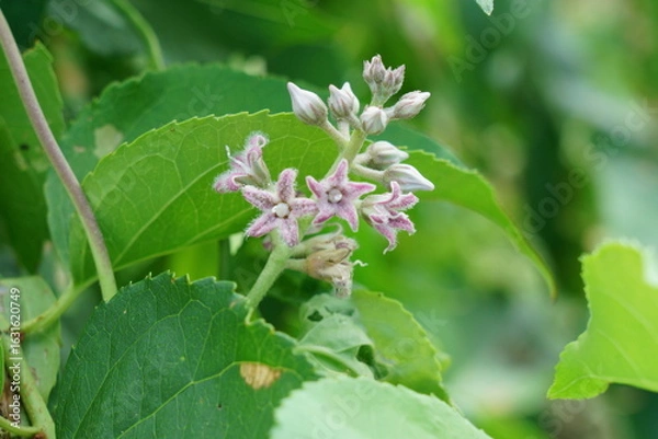Obraz 夏の雑草であるガガイモの花が咲く