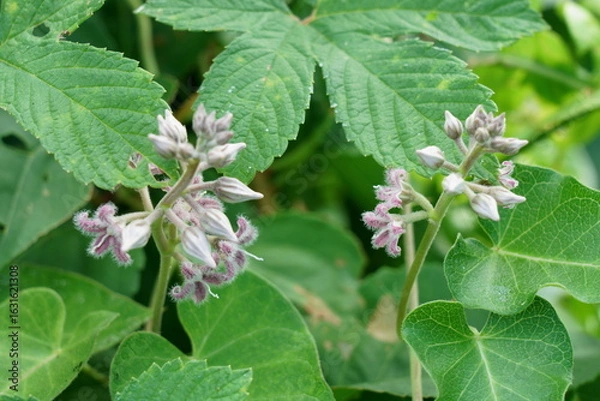 Fototapeta 夏の雑草であるガガイモの花が咲く