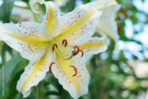 Obraz ヤマユリの大きな花が咲く