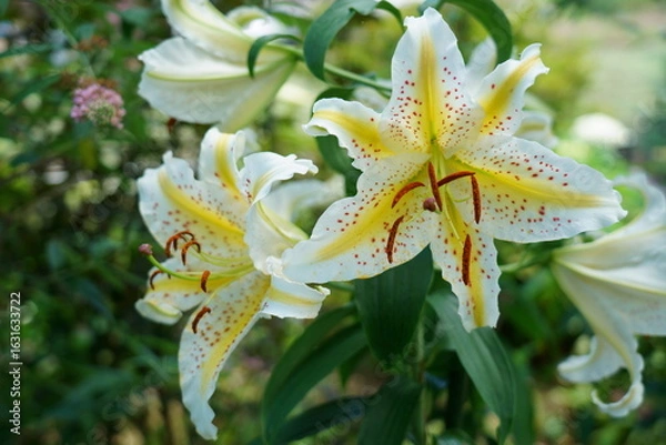 Fototapeta ヤマユリの大きな花が咲く