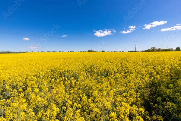 Obraz Rapsfeld bei Barth.