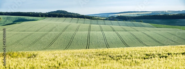 Fototapeta Wavy fairytale landscape with fields of wheat and tracks in Moravian Tuscany in Czech republic.