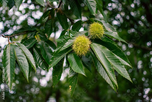 Fototapeta Châtaignes 