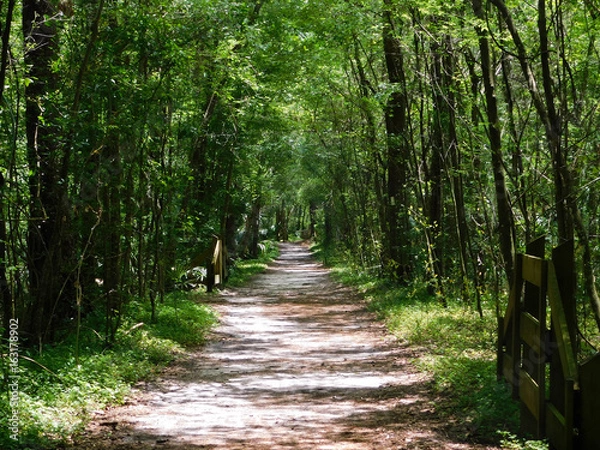 Fototapeta Path Through The Forest