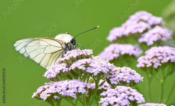 Obraz papillon blanc