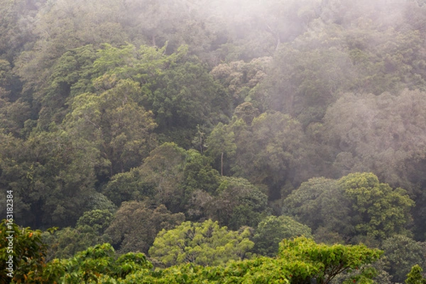 Fototapeta Dschungel
