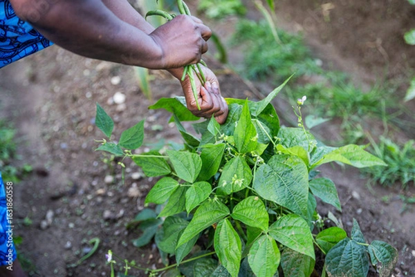 Obraz Close-up of female farmer harvesting green beans in vegetable garden