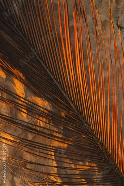 Fototapeta Dry Palm Leaf Casting Shadows on Sand at Sunset