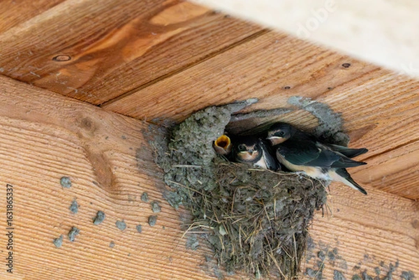 Obraz Rauchschwalben, Nest mit Küken.