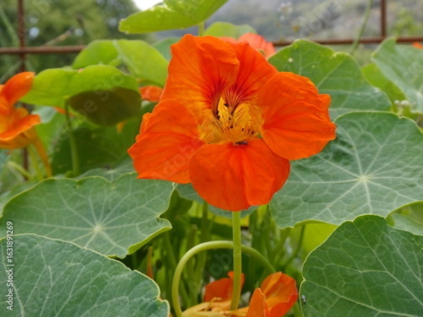 Obraz Close-up of Orange Nasturtium Flower in Bloom