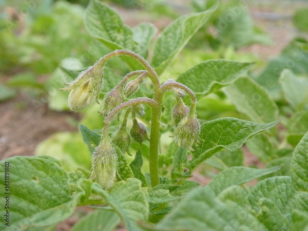 Obraz Potato Flower Buds Before Blooming