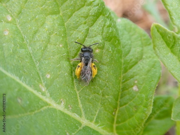 Obraz Bee Covered in Pollen Resting on Leaf