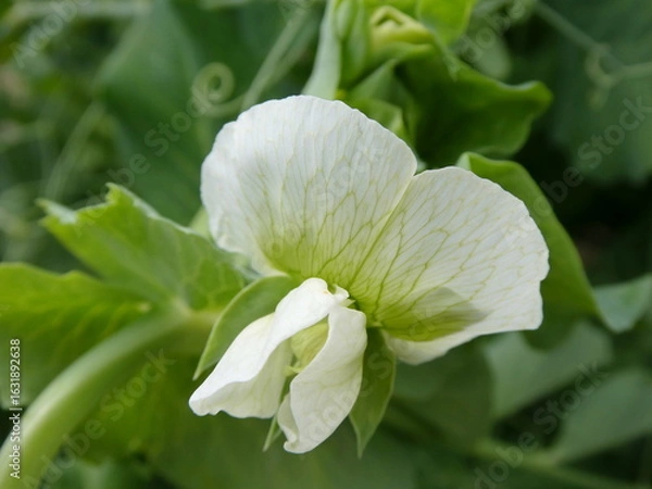 Obraz White Pea Flower Macro with Green Leaves