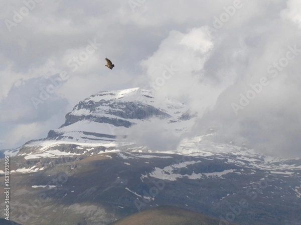 Obraz Soaring Bird Over Snowy Mountain Peak- Monte Perdido