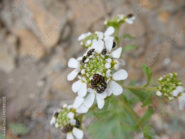 Obraz Varied Carpet Beetles on Wild White Flower