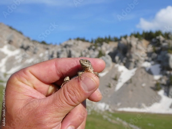 Obraz Young Lizard Held by Hand in Alpine Landscape