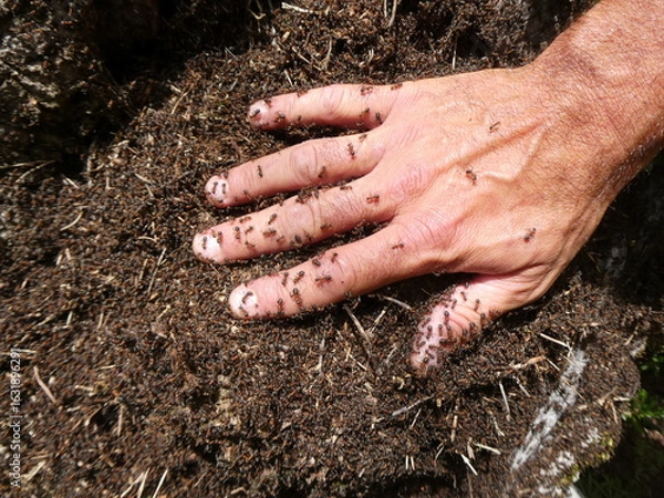 Obraz Hand Covered in Ants on a Forest Anthill