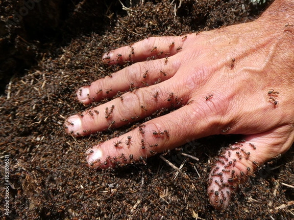 Obraz Human Hand Immersed in Swarming Ants on Forest Floor