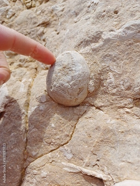 Obraz Touching a Fossilized Echinoid in Limestone Rock