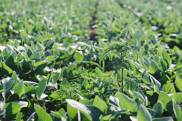 Obraz Ambrosia plant in the soyabean field.