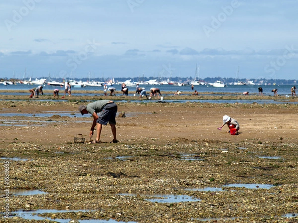 Obraz ramasseurs de bulots