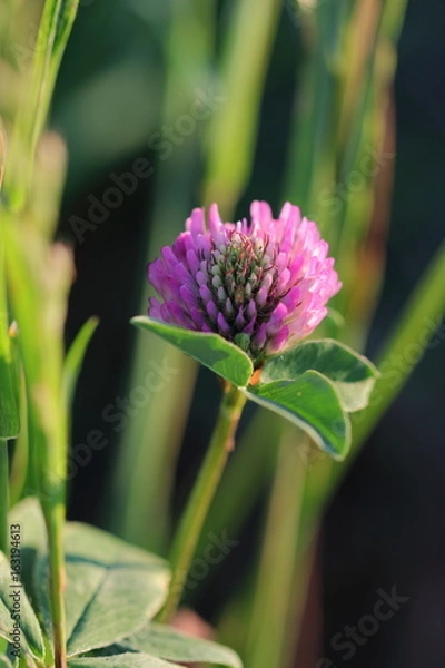 Obraz Kleeblüte / clover blossom
