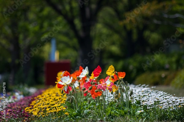 Fototapeta ポピー